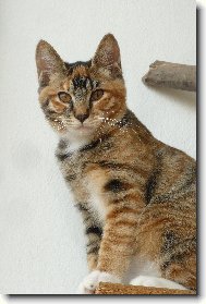 kurilsk� bobtail kr�tkosrst�
