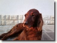 N� Edou�ek