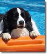 Border Collie Krmel�n