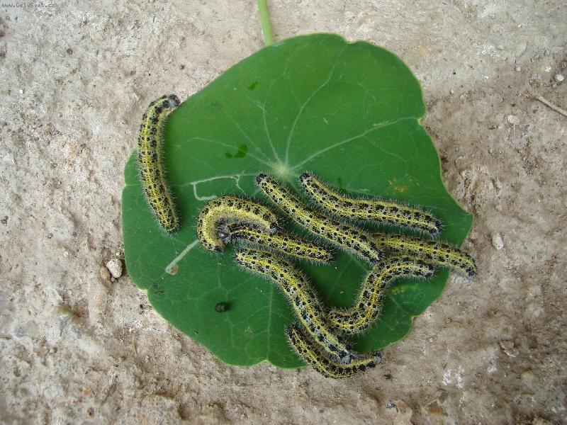 Foto: Piknik