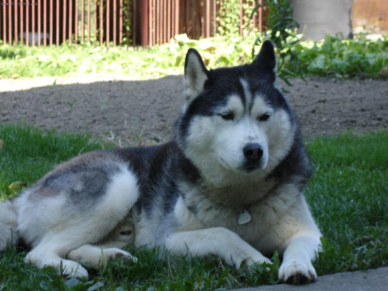 Foto: Niki