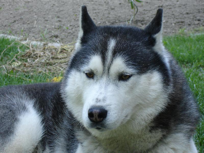 Foto: niki