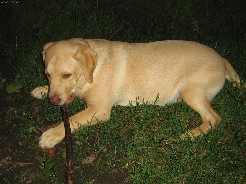 Foto: Charlie