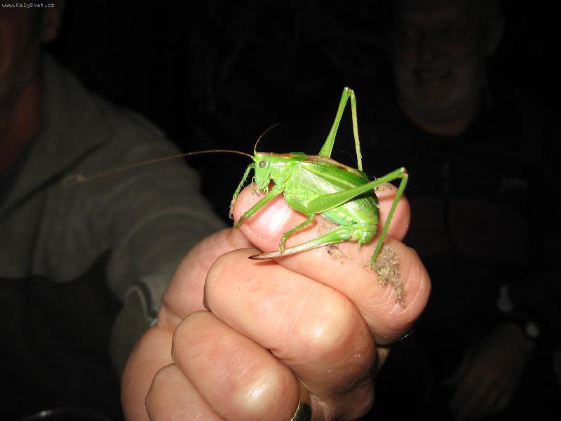 Foto: kobylka