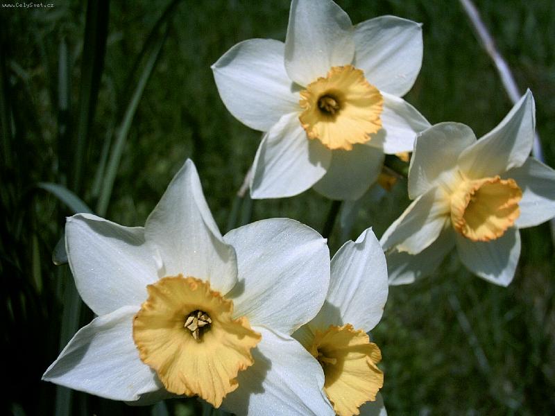 Foto: Narcisky