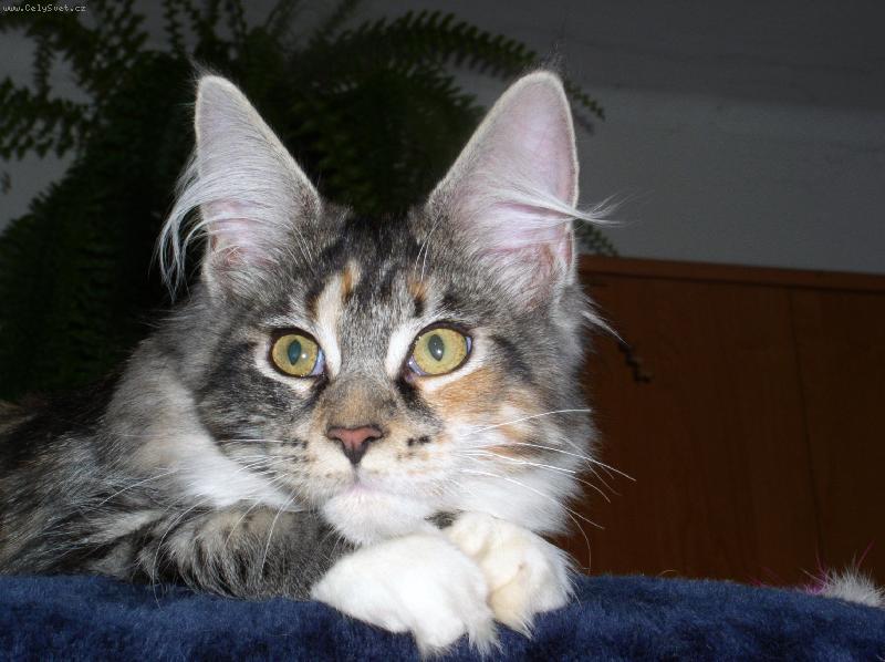 Foto: Anabell
