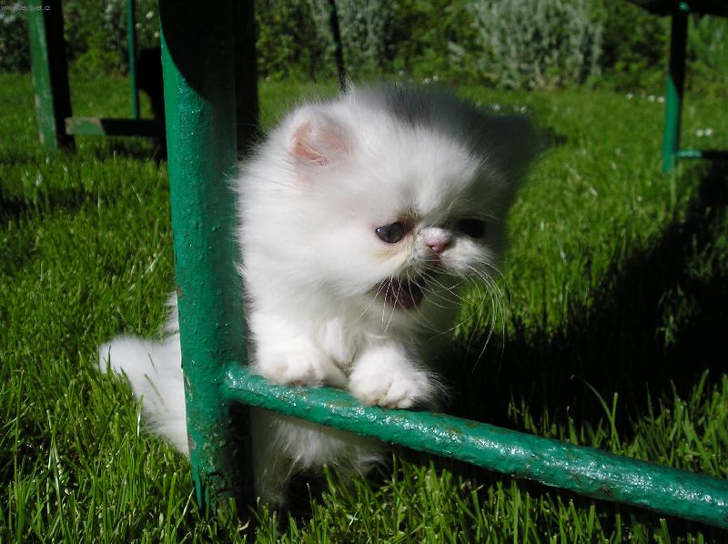 Foto: Jsem tak� �elmi�ka-b�l� kot� v tr�v�