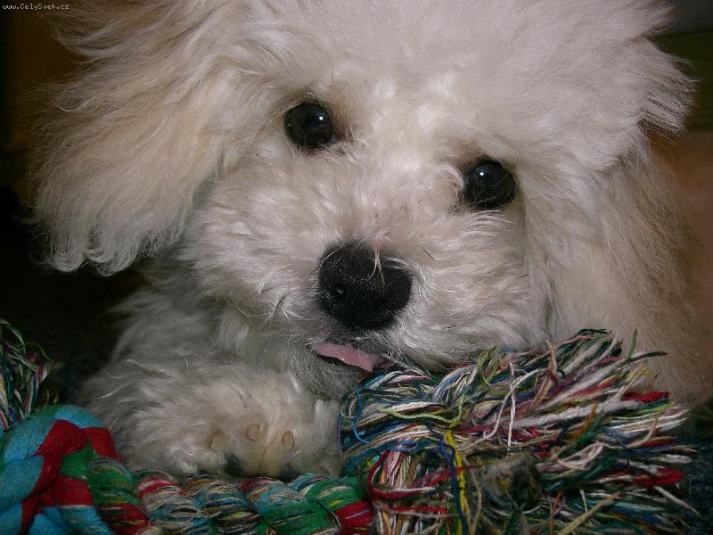 Foto: Jessie
