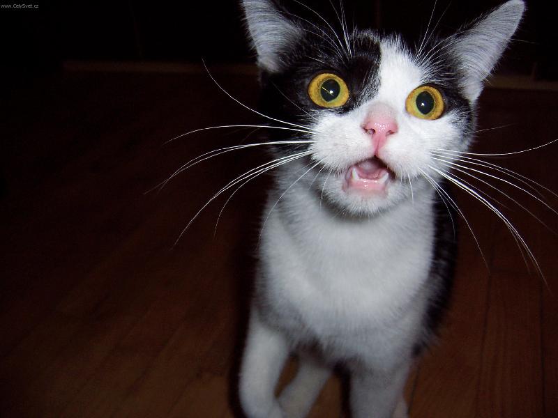 Foto: Dorotka-hysterick� ko�i�ka :-)