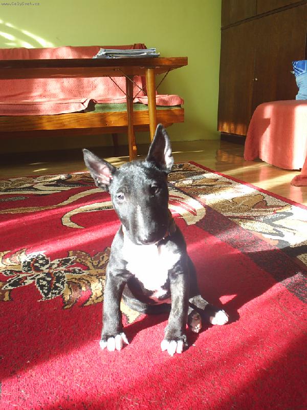 Foto: Ozzy-Kuk ?