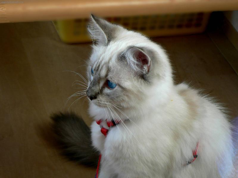 Foto: Gucci