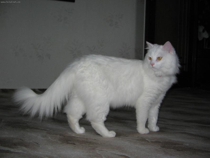 Foto: Buddy-B�l� kocour