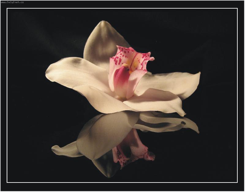 Foto: orchidae