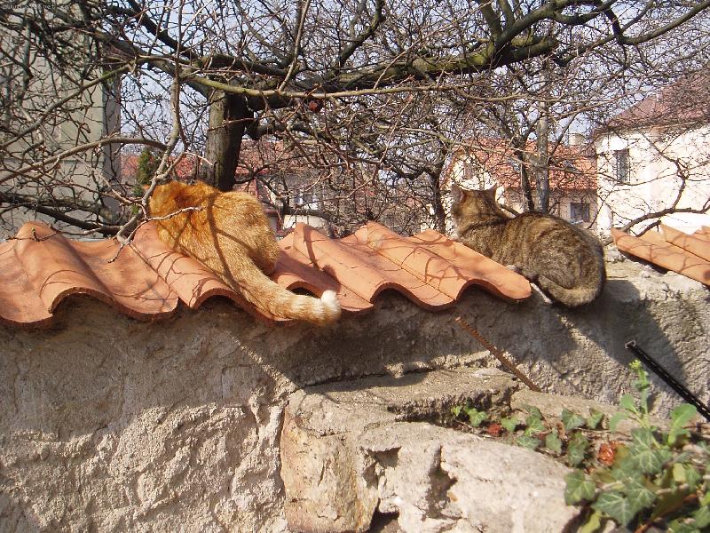 Foto: "lovci"