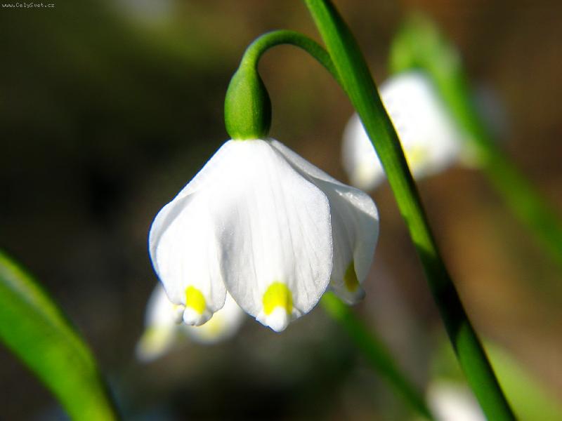 Foto: bledulka