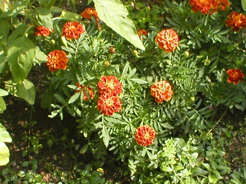 Foto: kytka