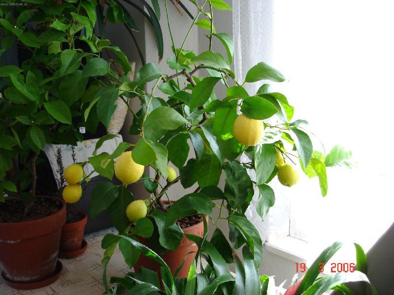 Foto: :))