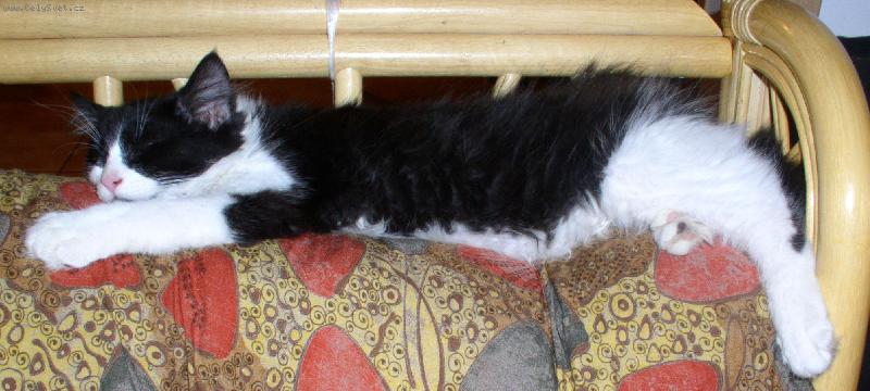 Foto: siesta