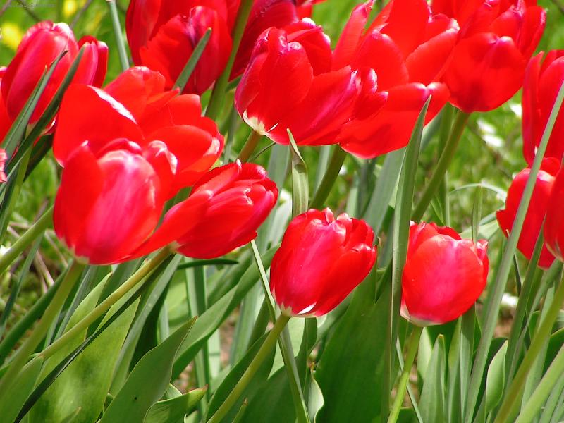Foto: Tulip�ny
