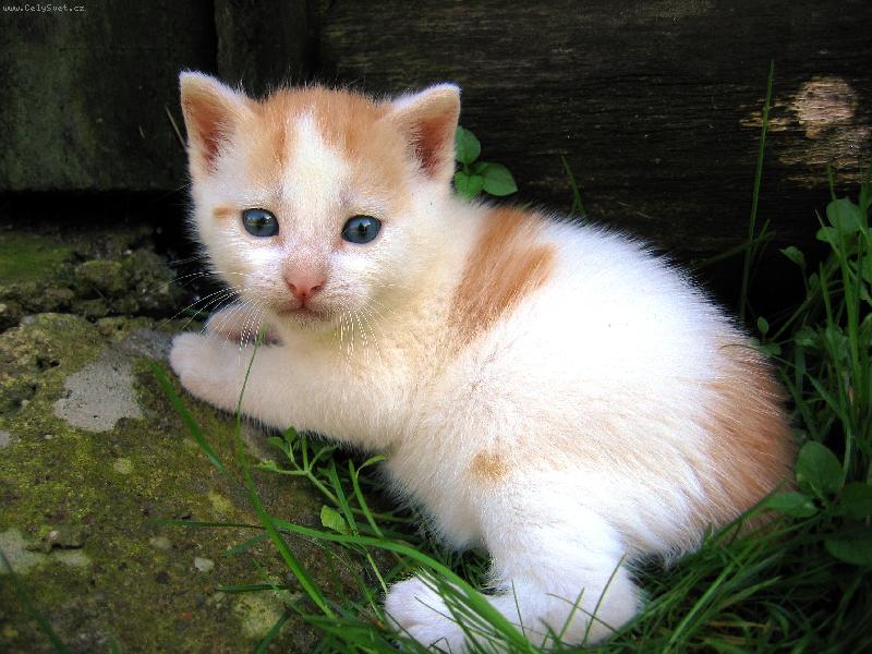Foto: kot�