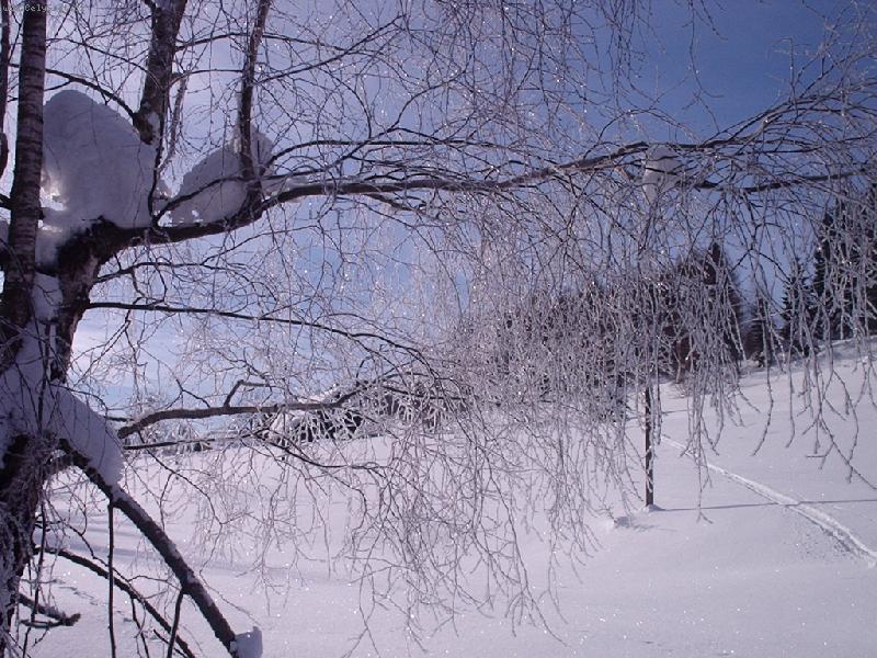 Foto: Strom v zim�