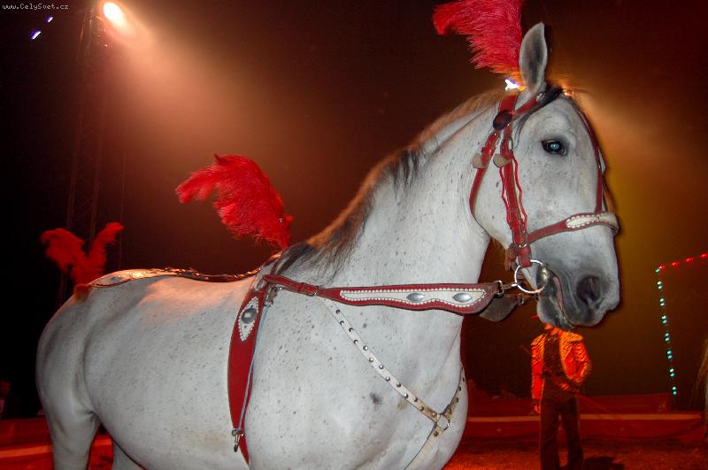 Foto: Cirkus I.