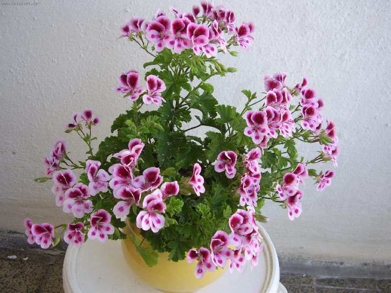 Foto: mu�k�tek