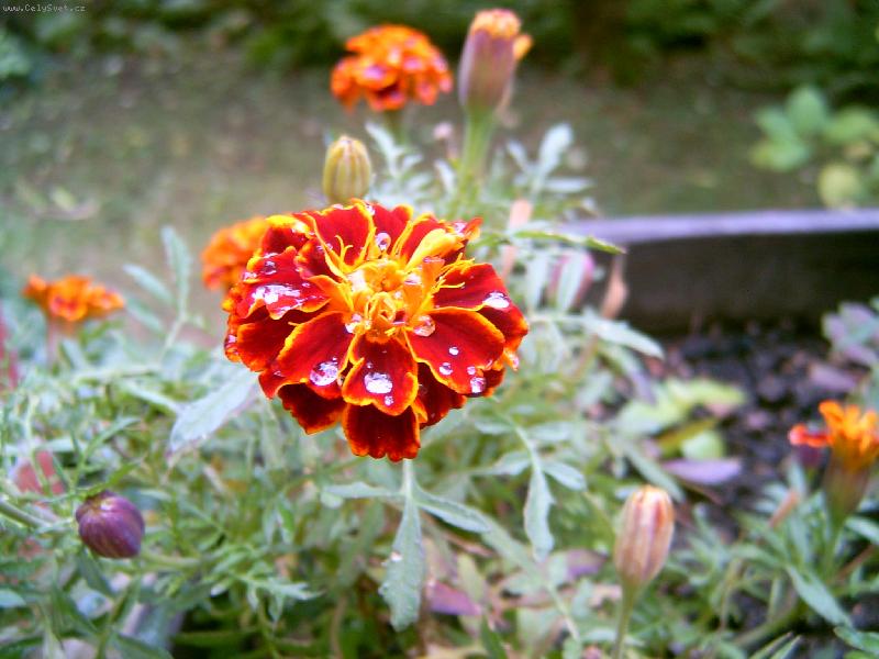 Foto: rosa na kytce