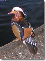 The bird