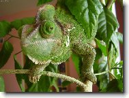 Br�ulka