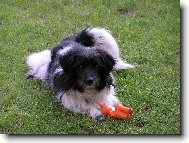 Rony�ek! M��ete sv�mu psu vykl�dat jakoukoli bl�znivinu a on na v�s v�dyck� vrhne pohled prav�c�: M�