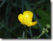 kv�tina