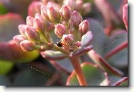 Pavou�ek
