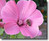 V�ela par�dnice