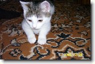 jako ply�