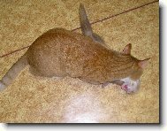 kamar�di