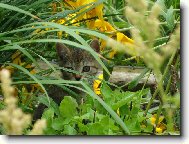 �iperka