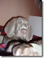 Archie p�zuje