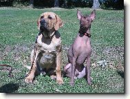Herodesek a Jed�k
