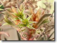 Kangaroo Paw
