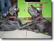 P�veck� duo