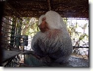 Africk� opice