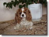 Wik�a