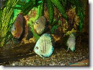 Ob�� akv�rium