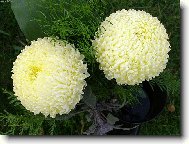B�l� koule
