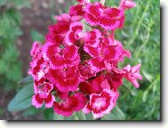 kv�tina