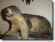 Pekn� k�sok