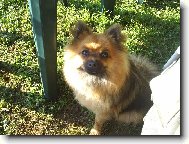 Na�e Besyna