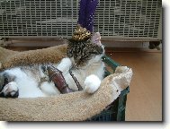 odpoledn� siesta