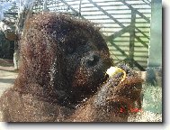 Orangutan ze zoo �st�